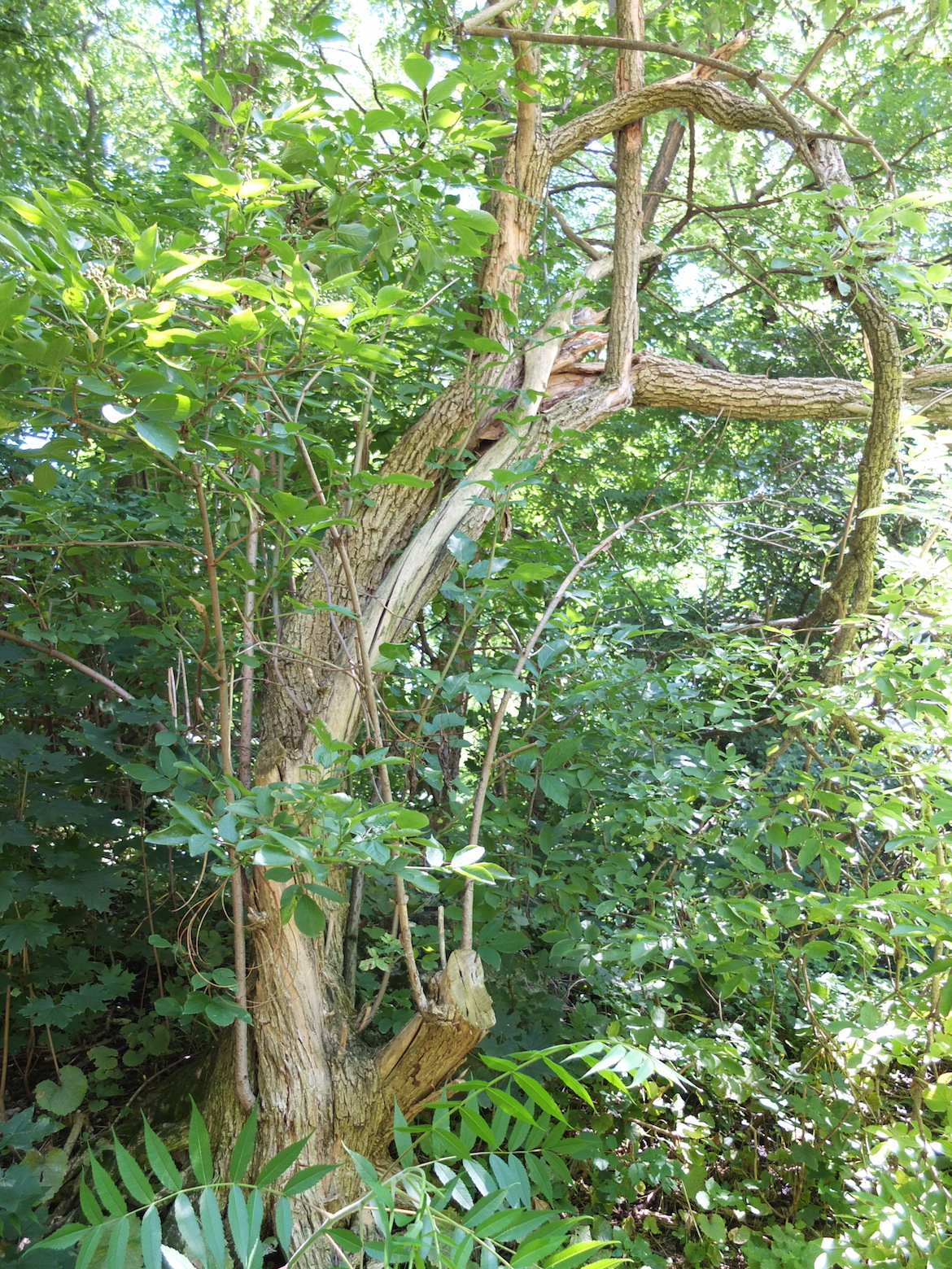 Bild vom Baum, den wir "Gromutter Weide" tauften