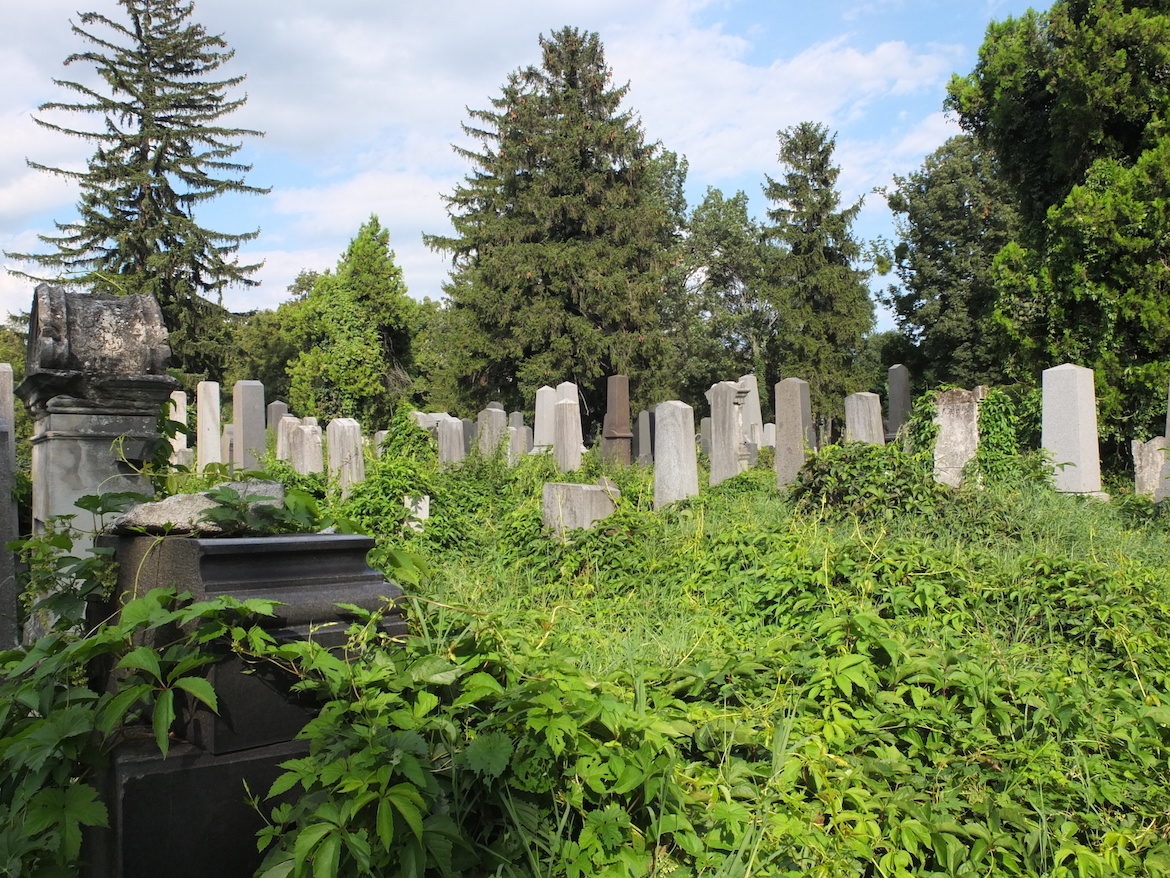 Bild von völlig überwucherten Grabsteinen am jüdischen Friedhof