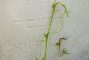 Bild einer Pflanze, die sich über einen Grabstein windet